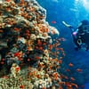 Diving Experience in Khasab - Outdoor Attractions - Image 2