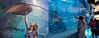 Dubai Aquarium & Underwater Zoo - Ray Encounter - Experiences - Image 3