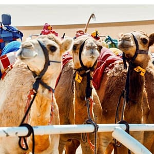 Camelicious Dubai – Must-see attractions Camelicious Dubai Must-see attractions