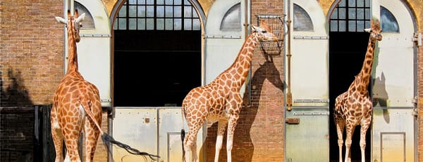 London Zoo: Entry Ticket - Recently Added Experiences - Image 3