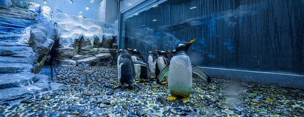 Dubai Aquarium & Underwater Zoo - Penguin Encounter - Experiences - Image 3