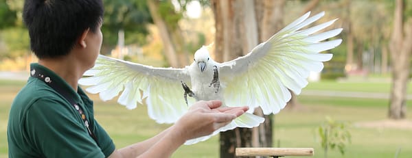 Exotic Bird Show - Dubai Dolphinarium - Dubai Dolphinarium - Image 3