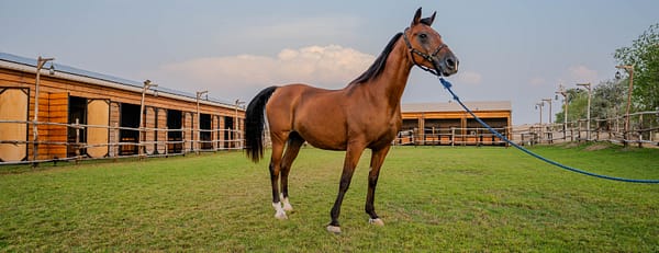 Horse Riding at Al Marmoom Oasis With Transfer - Desert safaris - Image 3