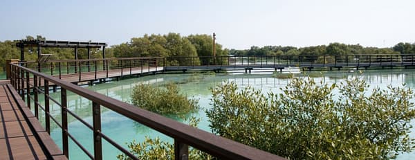 Jubail Mangrove Park - Boardwalk Experience - Recently Added Experiences - Image 3