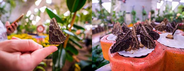 Butterfly Garden - Must-see attractions - Image 3