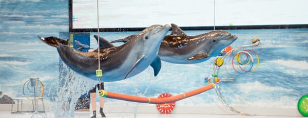 Dolphin & Seal Show - Dubai Dolphinarium + The Green Planet Dubai - Combo - Must-see attractions - Image 3