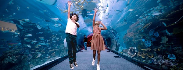 Dubai Aquarium & Underwater Zoo - Penguin Cove & Nursery Experience - Experiences - Image 3
