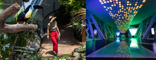 Dubai Frame + The Green Planet Dubai - Combo - Must-see attractions - Image 3