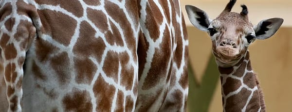 ARTIS Amsterdam Royal Zoo: Entry Ticket - Recently Added Experiences - Image 3