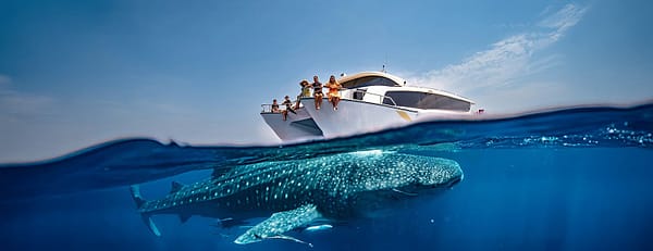 Whale Sharks Sighting - Qool Qatar - Must-see attractions - Image 3