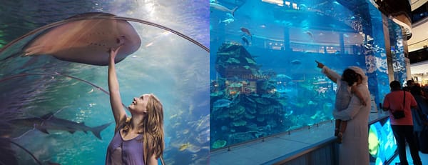 Dubai Aquarium & Underwater Zoo - Ray Encounter - Experiences - Image 3
