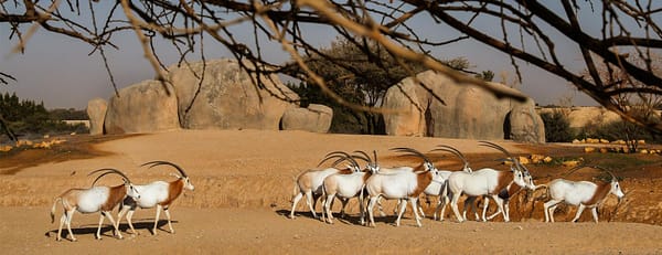 Al Ain Zoo Tickets - Experiences - Image 3