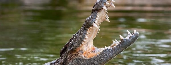 Dubai Crocodile Park - Must-see attractions - Image 3