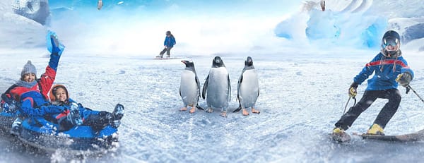 Ski Egypt - Indoor Attractions - Image 3