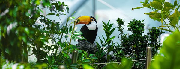 The Green Planet Dubai - Theme Parks - Image 3