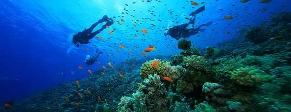 Scuba Diving at Sealine - Qool Qatar - Must-see attractions - Image 3