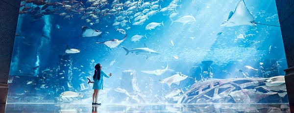 Lost Chambers Aquarium - Experiences - Image 3