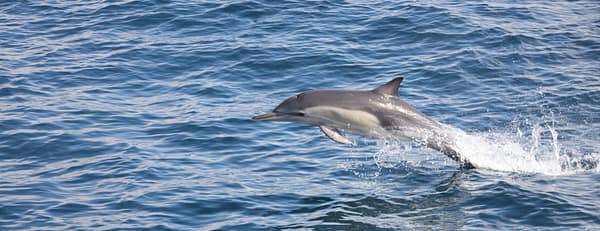 Dolphins Watching - Sightseeing and Tours - Image 3