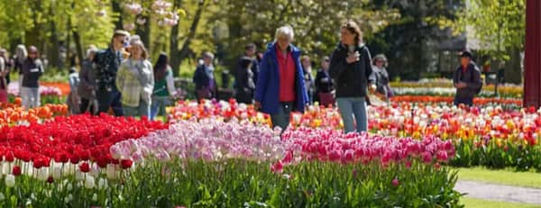 Keukenhof Gardens with transport - Recently Added Experiences - Image 3