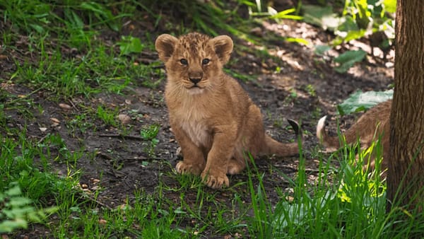 London Zoo: Entry Ticket - Recently Added Experiences - Image 2