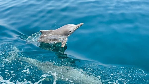 Full Day Dhow Cruise With Lunch - Must-see attractions - Image 2