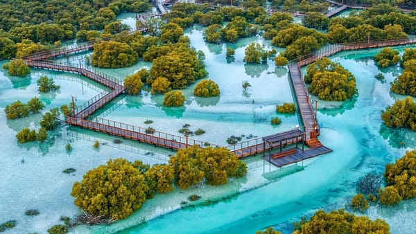 Jubail Mangrove Park - Boardwalk Experience - Recently Added Experiences - Image 2