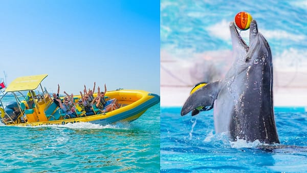 99 Minutes Premium Boat Tour + Free Dolphin & Seal Show - Combo - Combos and more adventures - Image 2