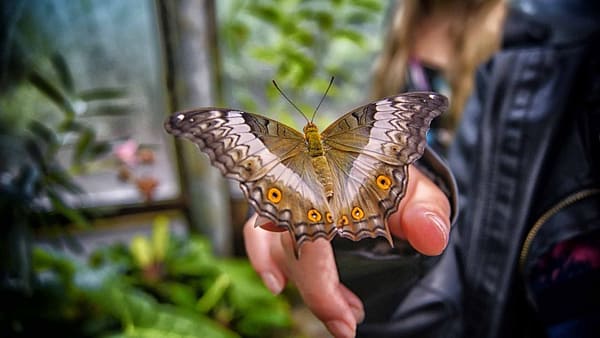 Butterfly Garden - Must-see attractions - Image 2