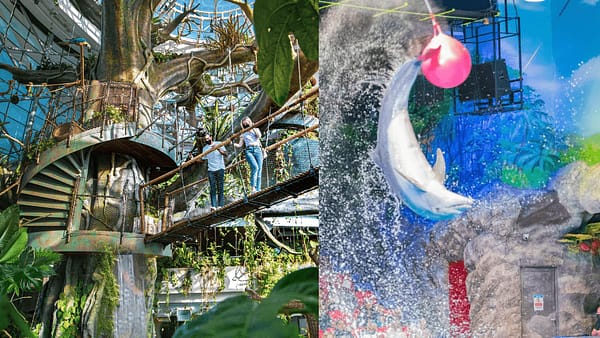 Dolphin & Seal Show - Dubai Dolphinarium + The Green Planet Dubai - Combo - Must-see attractions - Image 2