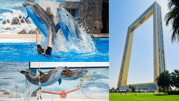 Dubai Frame + Dolphin & Seal Show - Dubai Dolphinarium - Combo - Must-see attractions - Image 2