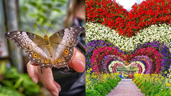Miracle Garden + Butterfly Garden - Combo - Must-see attractions - Image 2