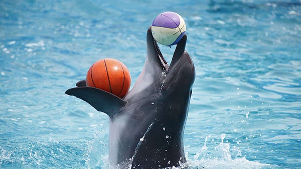 Dolphin & Seal Show - Dubai Dolphinarium - Must-see attractions - Image 2