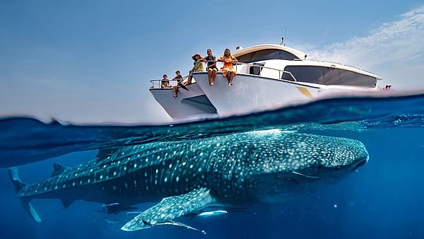 Whale Sharks Sighting - Qool Qatar - Must-see attractions - Image 2