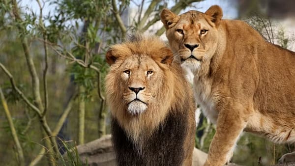 ARTIS Amsterdam Royal Zoo: Entry Ticket - Recently Added Experiences - Image 2