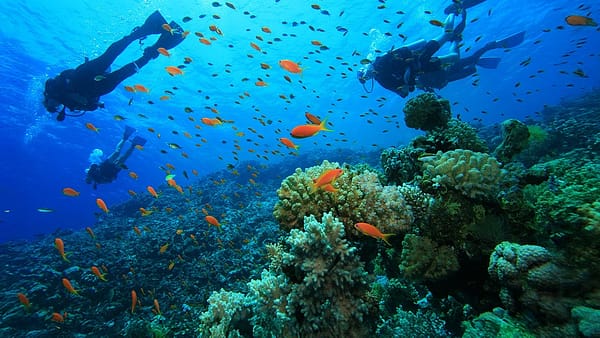 Scuba Diving at Sealine - Qool Qatar - Must-see attractions - Image 2