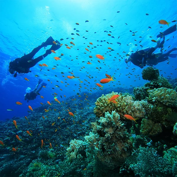 Scuba Diving at Sealine - Qool Qatar Must-see attractions
